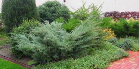 Djevičanska smreka: fotografija i opis